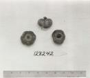 Click for 2 image(s) for this accession. FRUIT